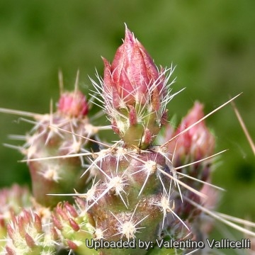 2072 valentino Valentino Vallicelli